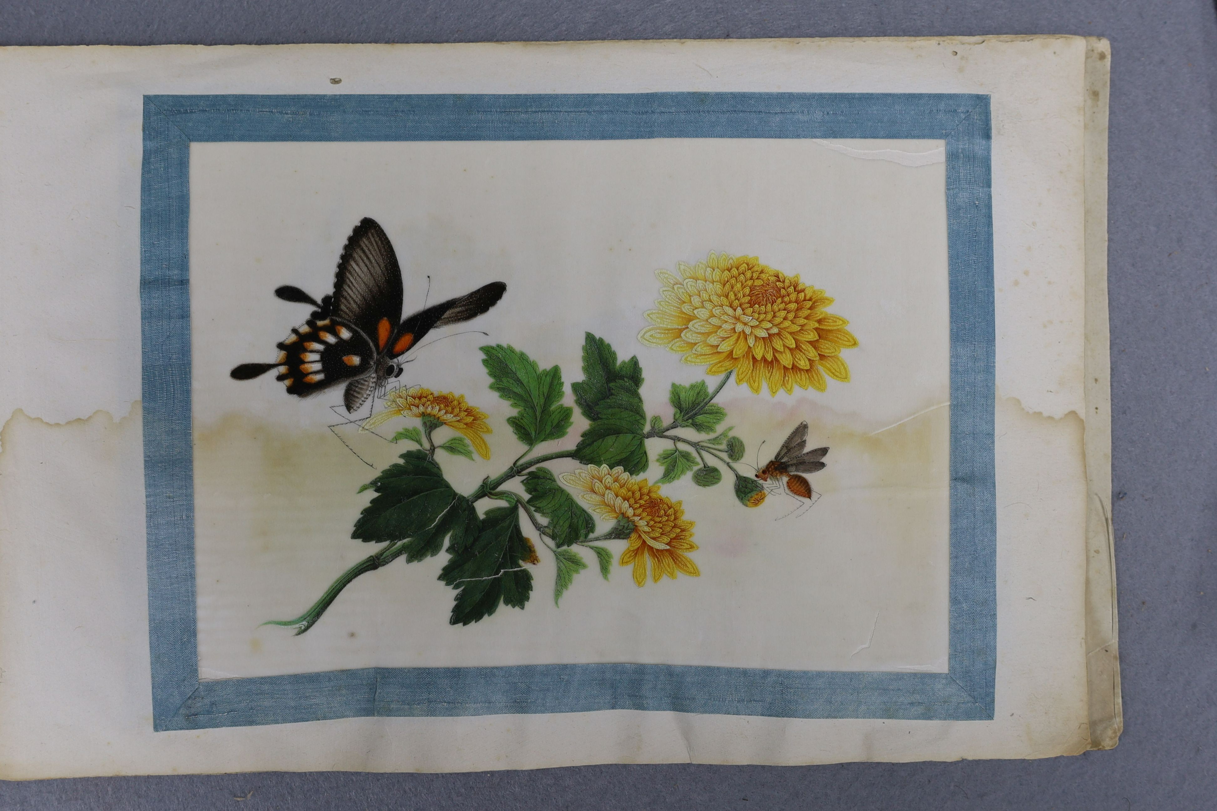 A Chinese album of ten pith paintings of birds amid butterflies, 19th century, Album 21.5cm x 34 cm